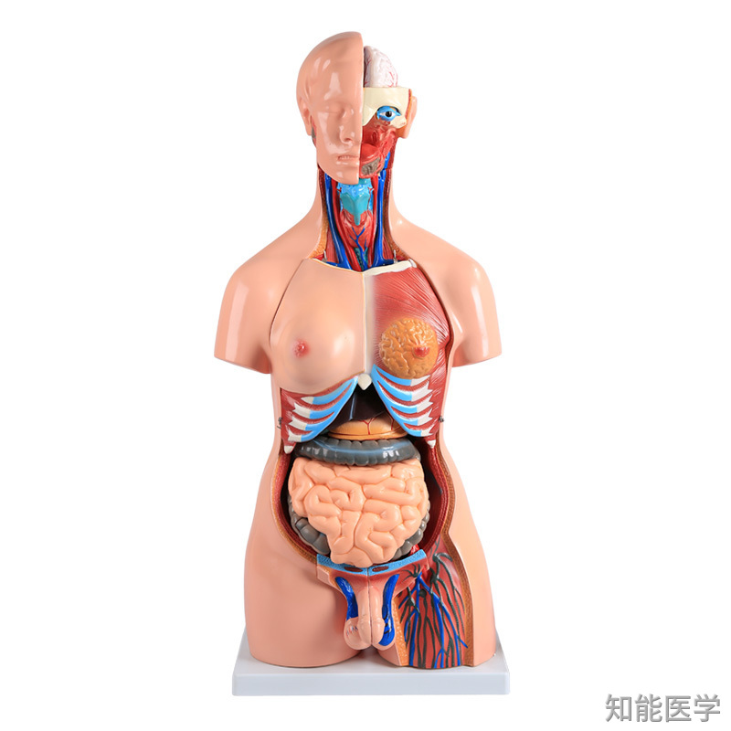 人体躯干模型